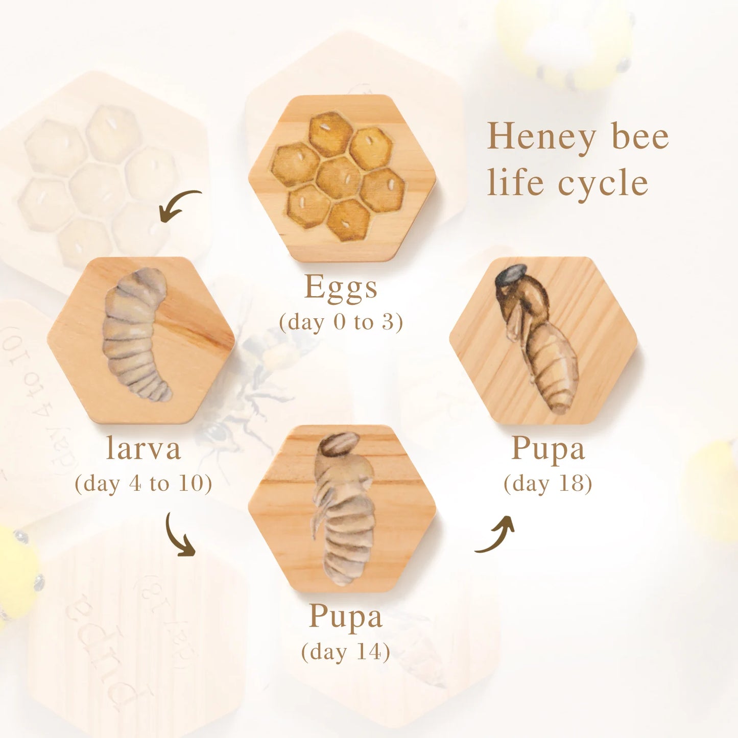 Children's Wooden Bee Life Cycle Puzzle